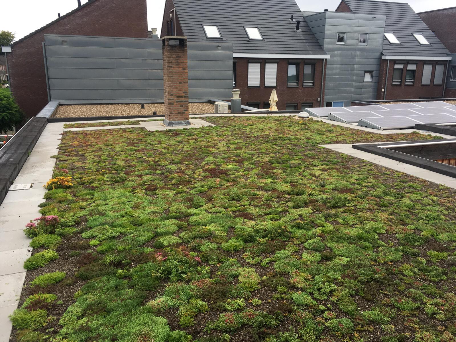 Sedum plant pakket met losse planten waterbuffer 32 liter per m² – Bild 9