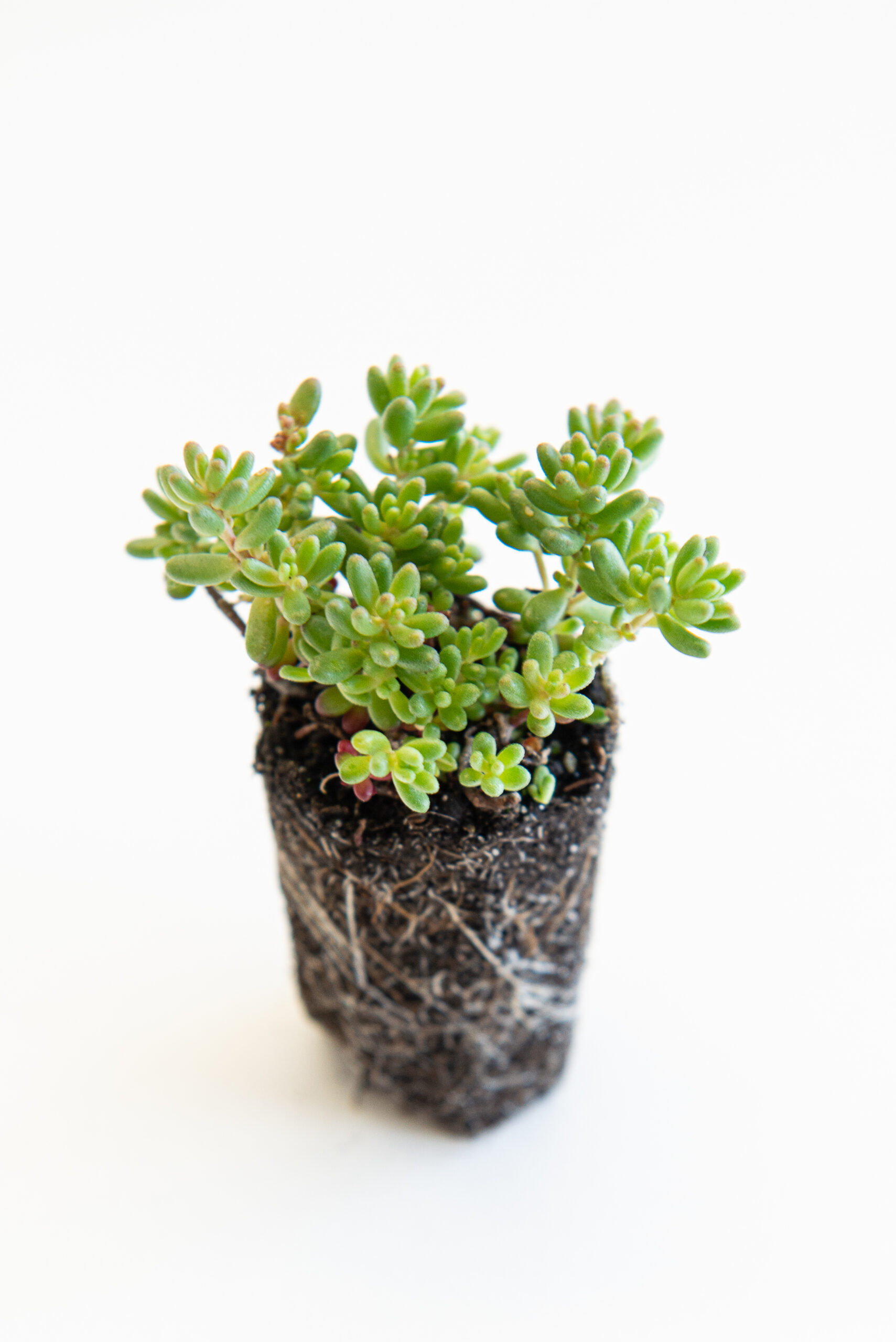 Sedum pluggen planten mix tray – Bild 16