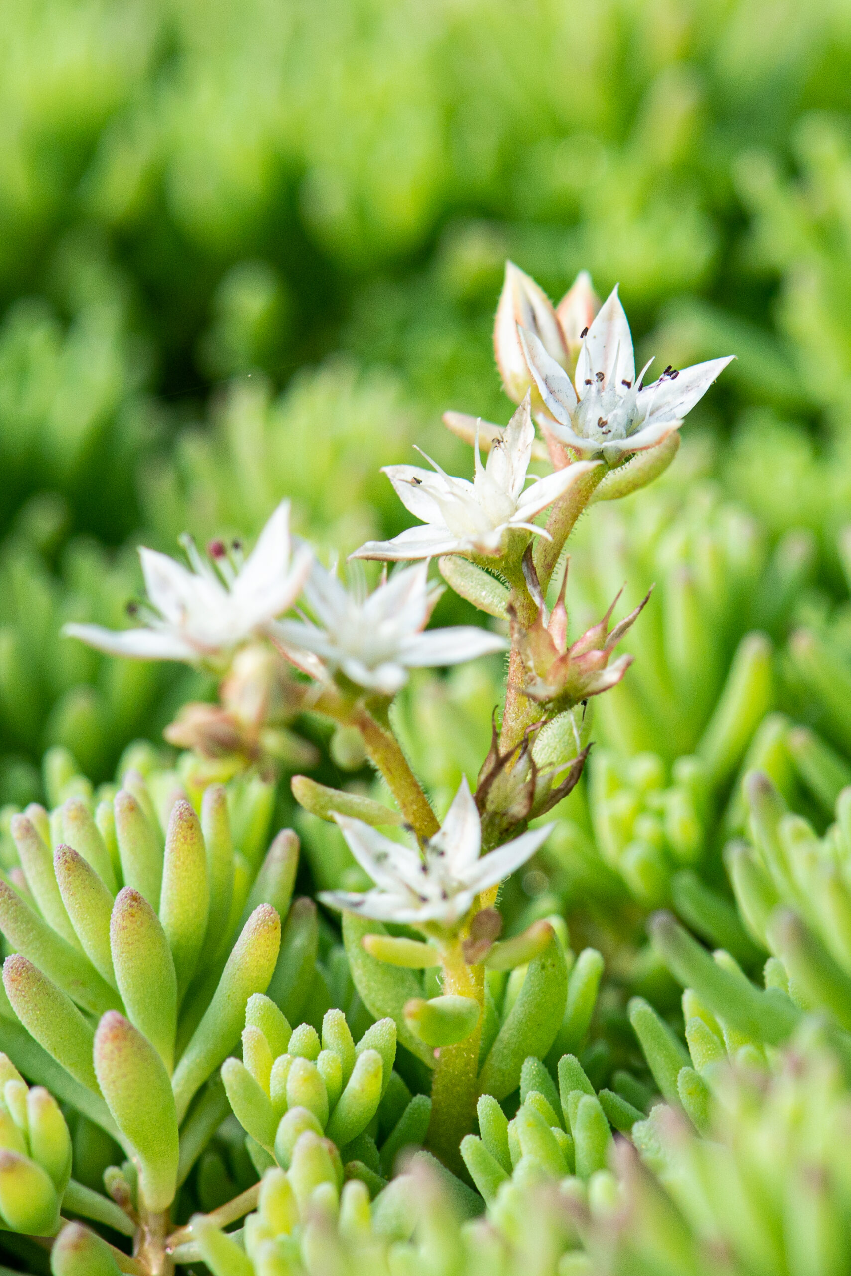 Sedum plant pakket met losse planten waterbuffer 32 liter per m² – Bild 4