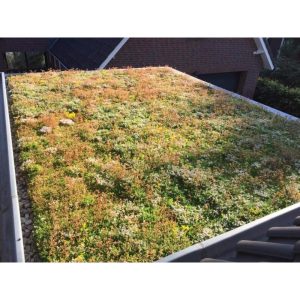 Sedum-Flachdach-Paket, großer Wasserpuffer, 40 Liter pro m²