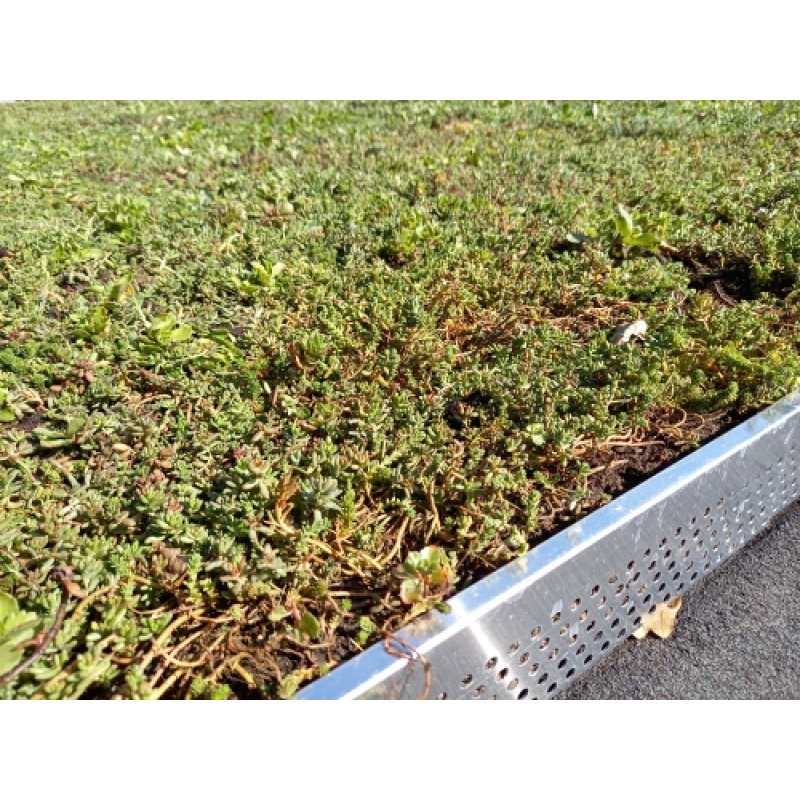 Sedum plat dak pakket grote waterbuffer 40 liter per m² – Bild 5