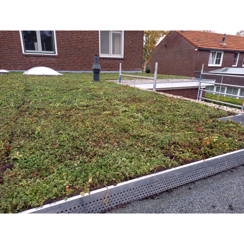 Sedum plat dak pakket grote waterbuffer 40 liter per m² – Bild 6