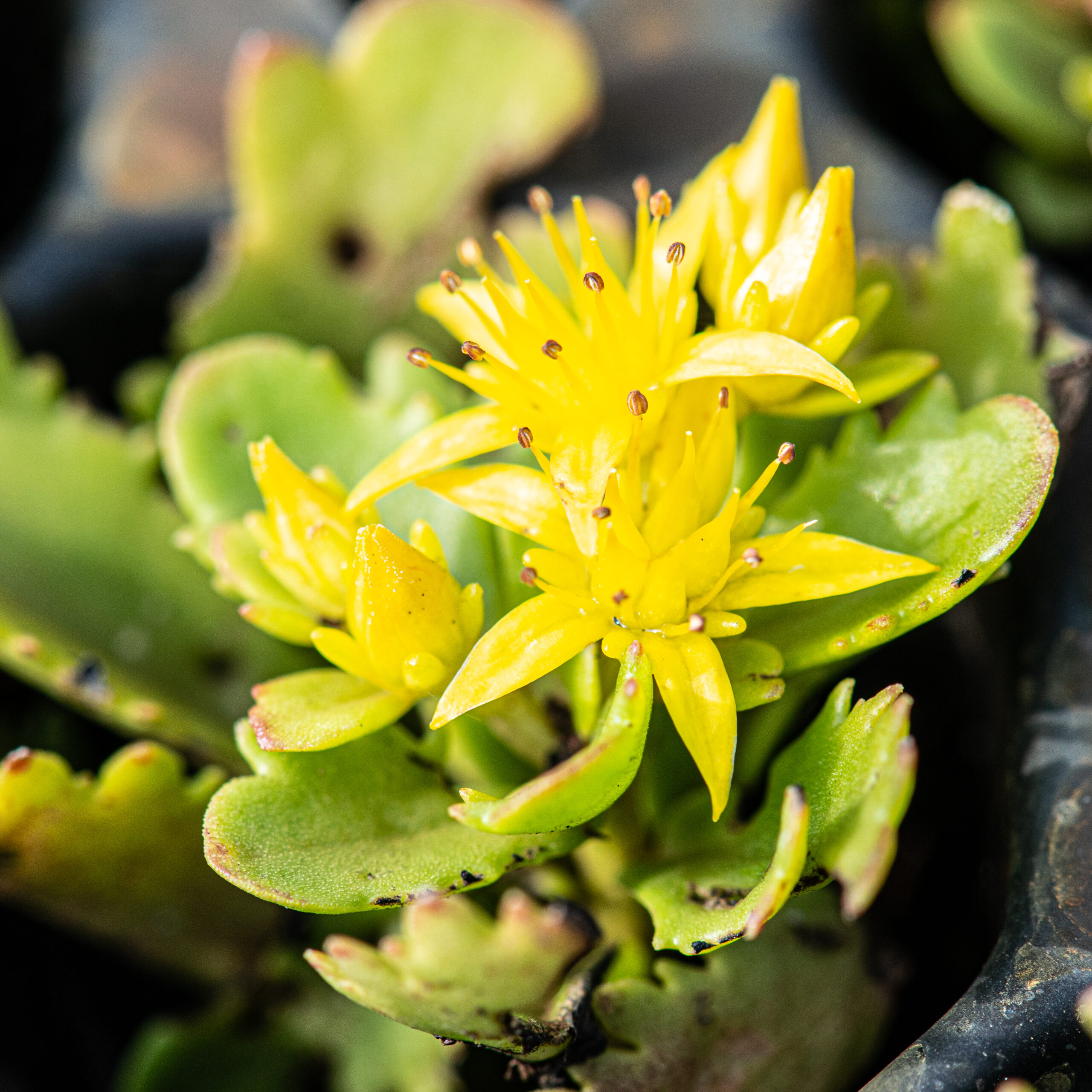 Sedum pluggen planten mix tray – Bild 5