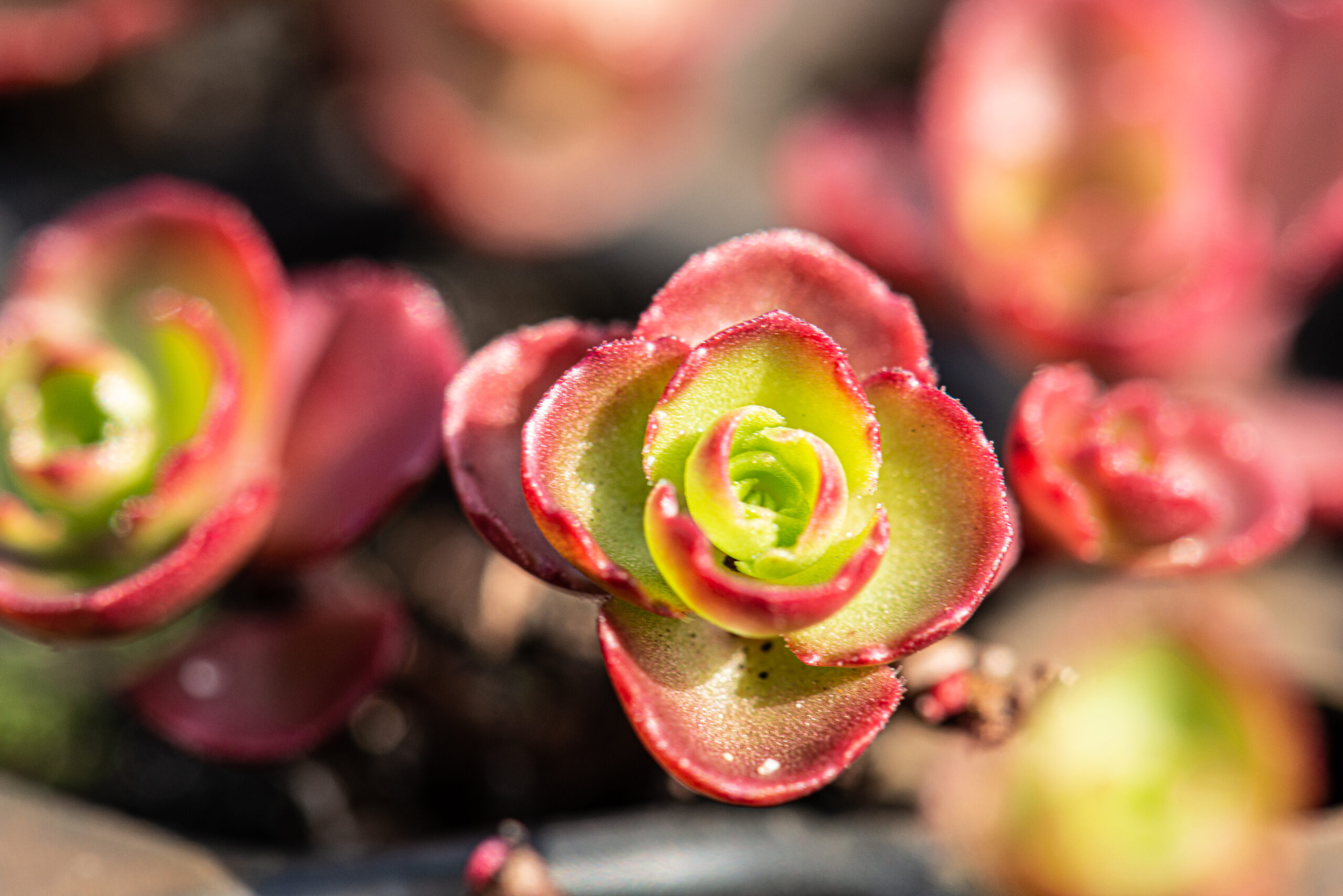 Sedum plant pakket met losse planten waterbuffer 32 liter per m² – Bild 3