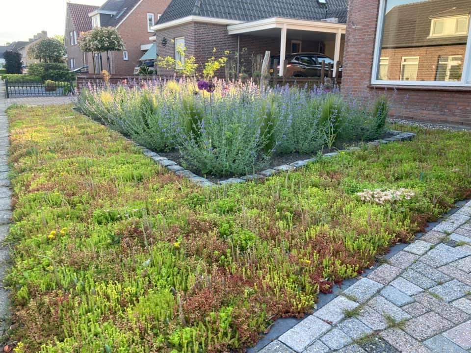 Sedummatten – kant-en-klare groendakmatten voor tuin en dak – Bild 7
