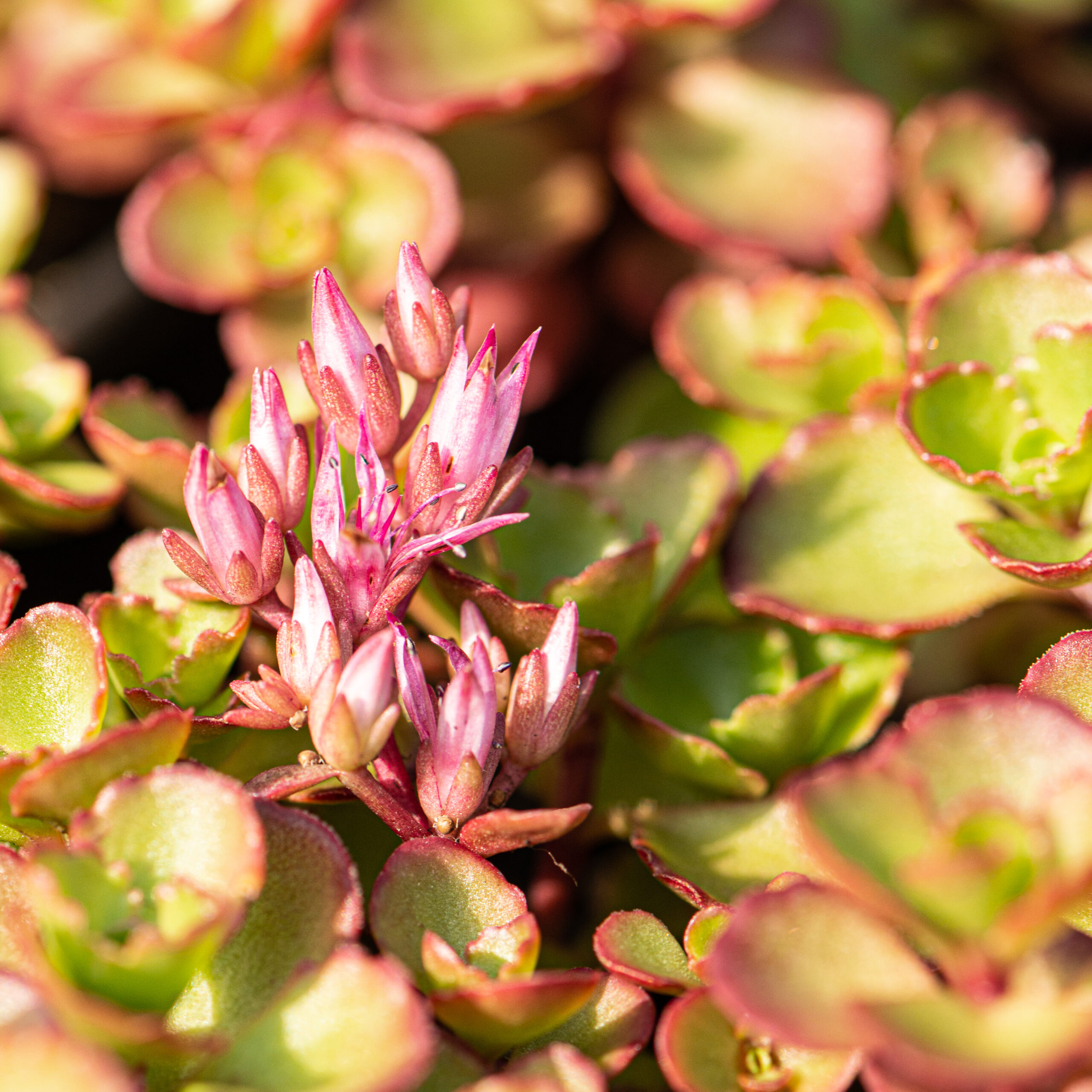 Sedum pluggen planten mix tray – Bild 7