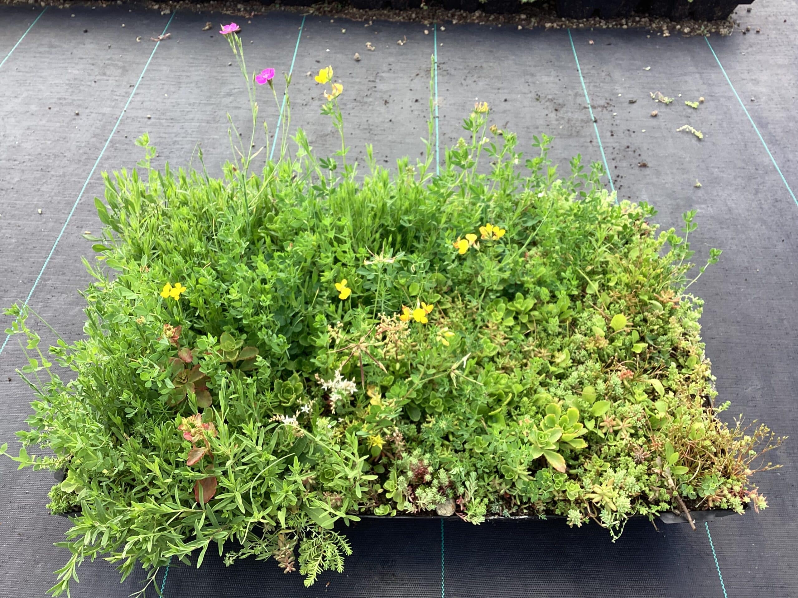 Sedum kruiden cassettes voor meer biodiversiteit prijs per cassette – Bild 4