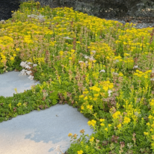 Sedummattens-fertig-mit-Sommerblumen
