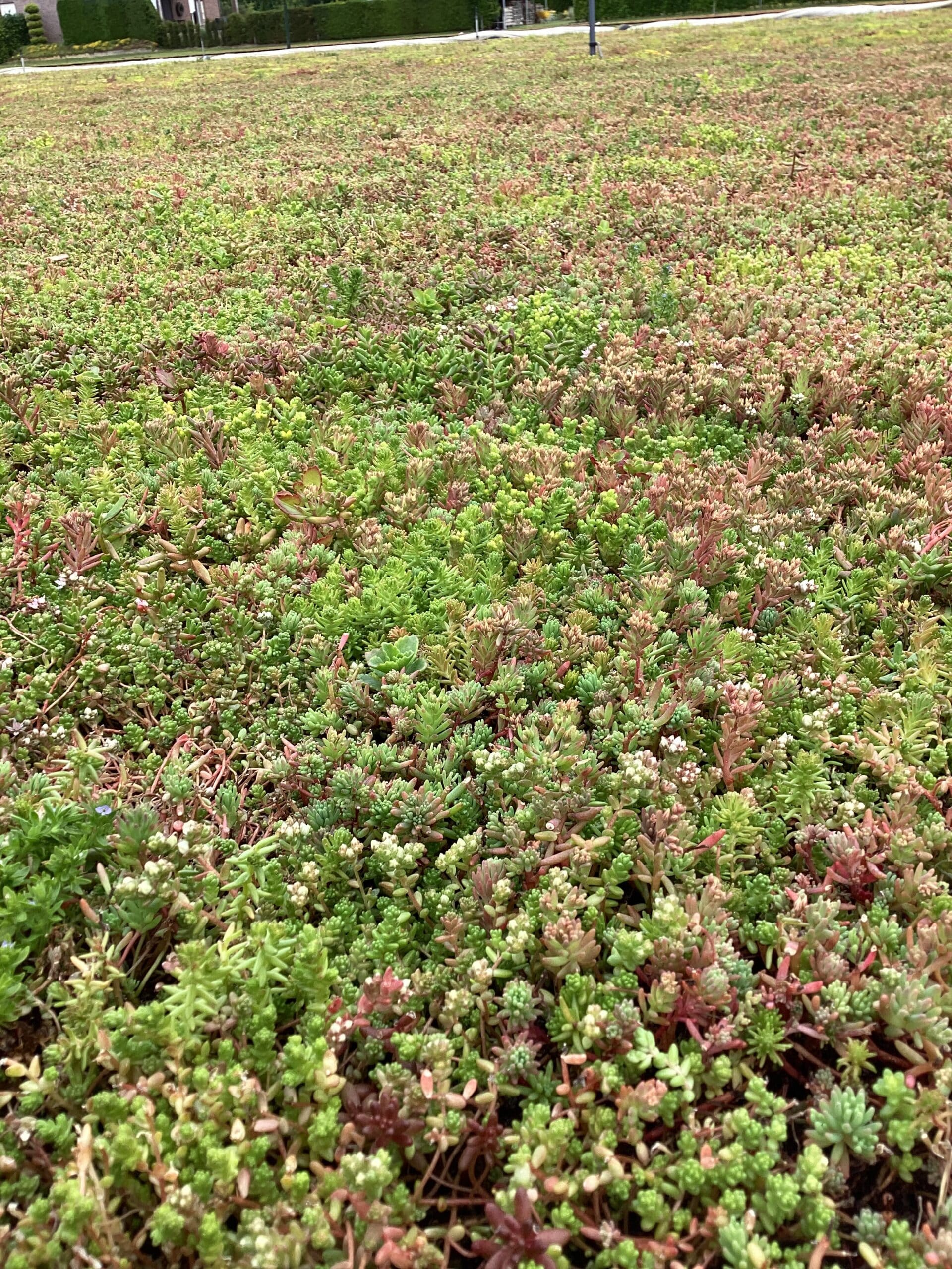 Sedummatten – kant-en-klare groendakmatten voor tuin en dak – Bild 20