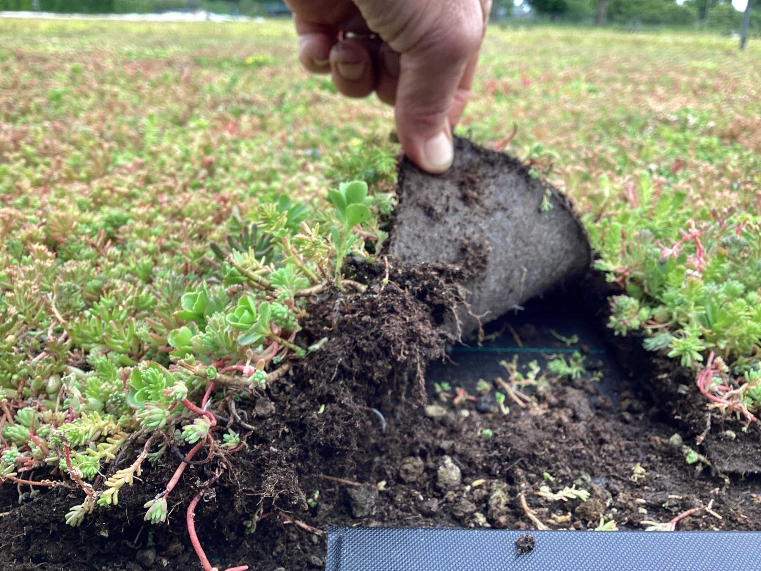 Sedummatten – kant-en-klare groendakmatten voor tuin en dak – Bild 4