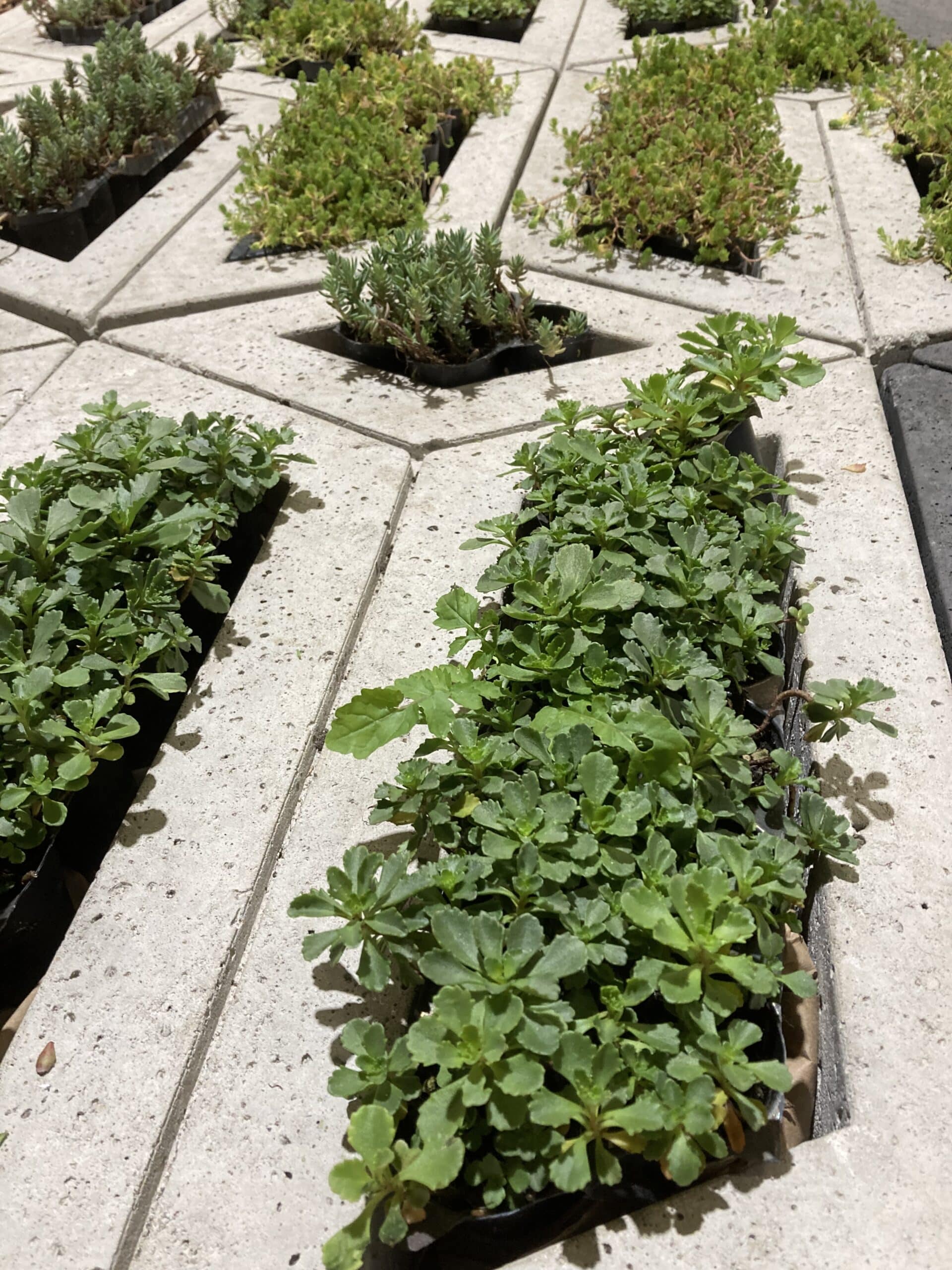 Sedum pluggen planten mix tray – Bild 2