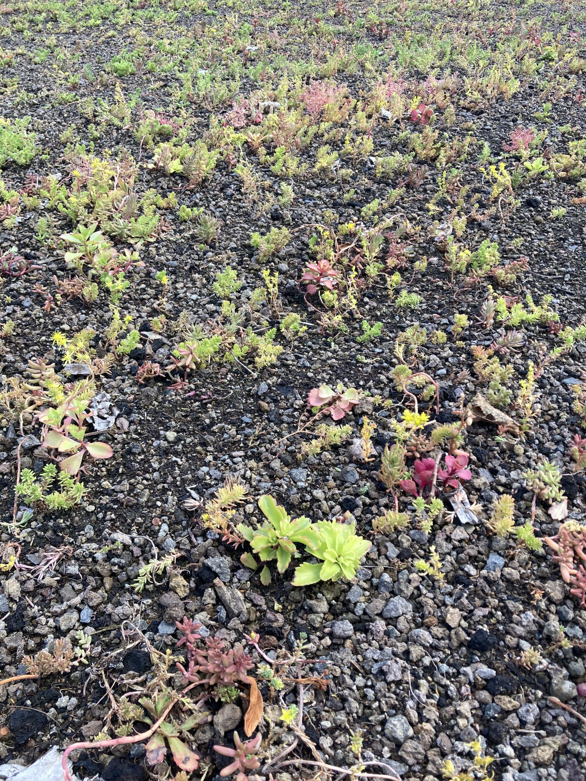 Sedum plant pakket met losse planten waterbuffer 32 liter per m² – Bild 6