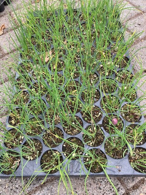 Kruiden planten : Alium schoenoprasum bieslook – Bild 4