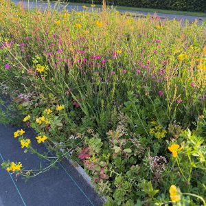 Sedum-bio diverse Kräutermatte fertig mit einheimischen Kräutern
