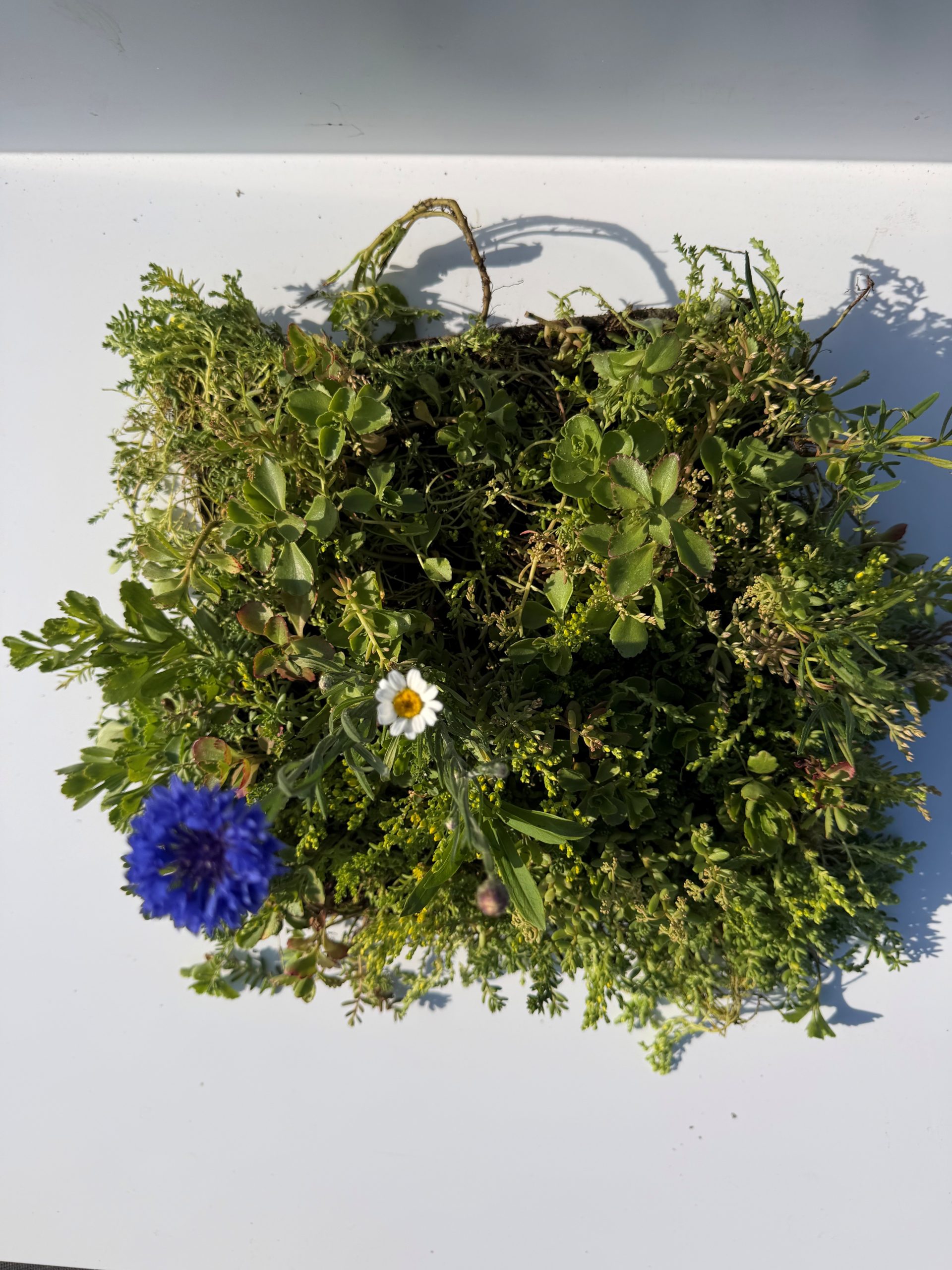 Sedum vaste planten tegel 30x30 cm – Bild 2