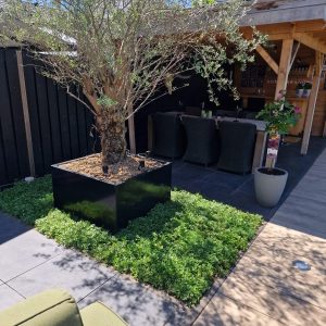 Sedummatten kant-en-klare groendakmatten für Garten und Dach