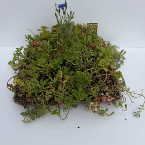 Sedum-Stauden-Platten 30x30 cm