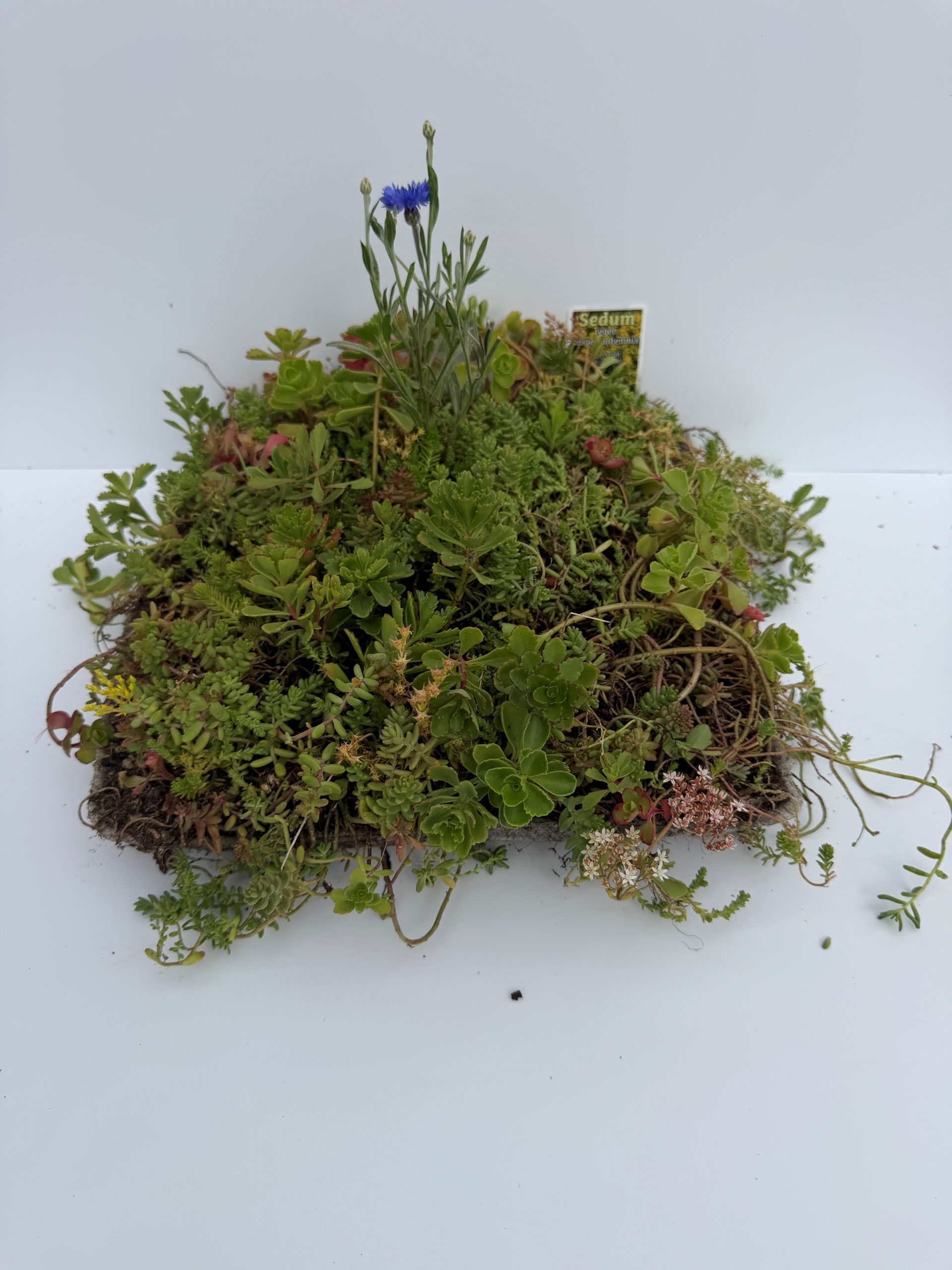 Sedum-Stauden-Platten 30x30 cm
