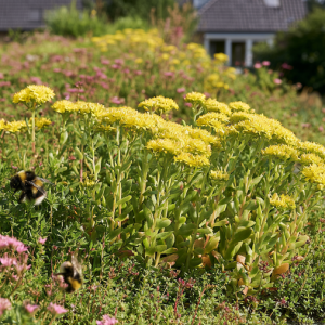 Sedumdach mit blühenden Kräutern und Sedum, das Bienen und Schmetterlinge anzieht, für mehr Biodiversität